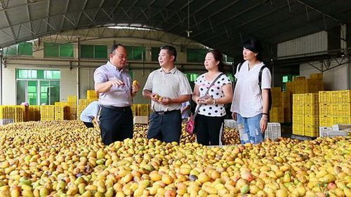 卢楚强的粤旺罐头果汁厂有将近20年的果浆生产经验,主要产品有芒果浆
